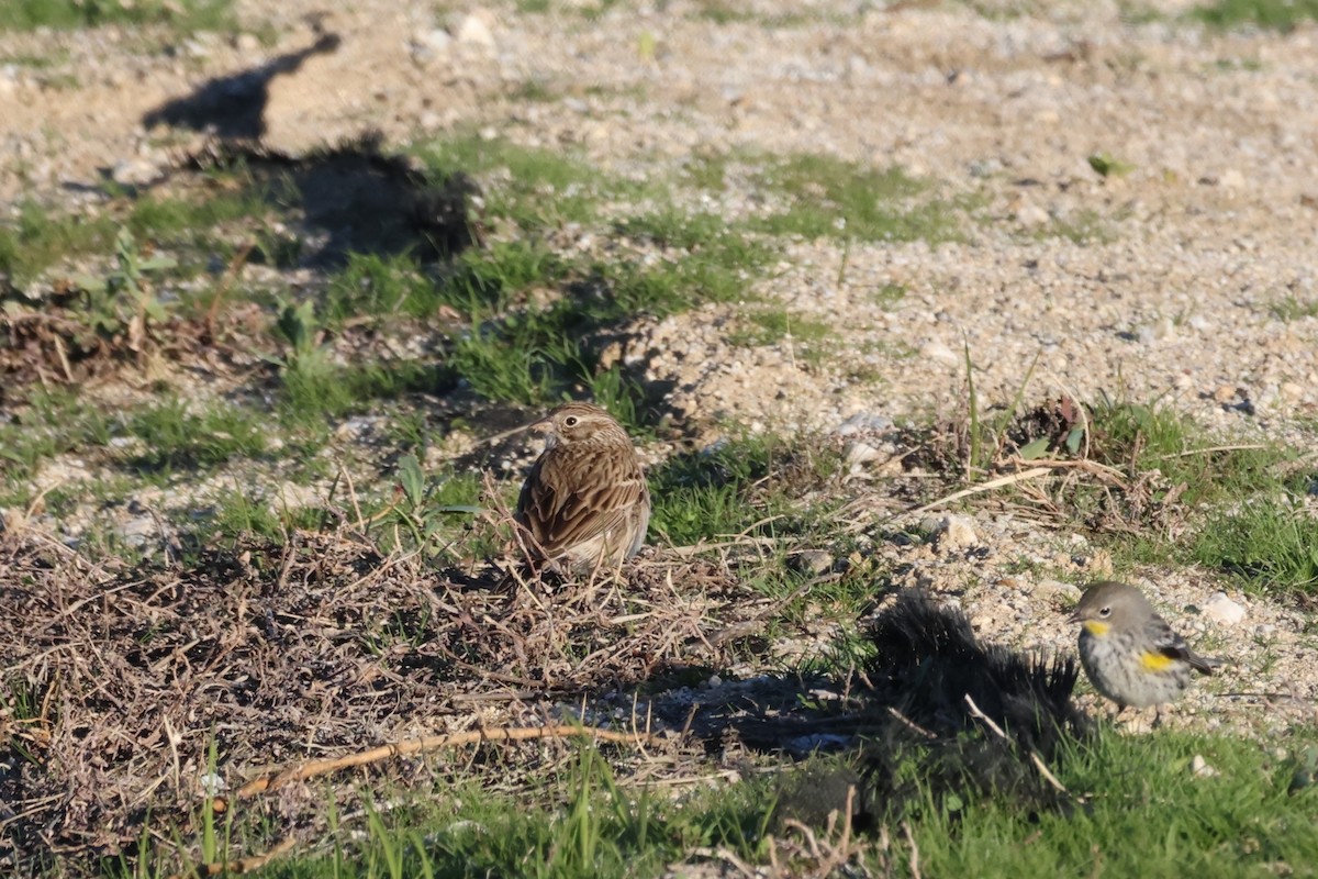 Vesper Sparrow - ML614677710