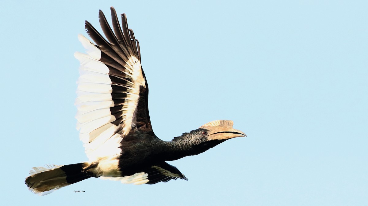 Black-and-white-casqued Hornbill - ML614677730