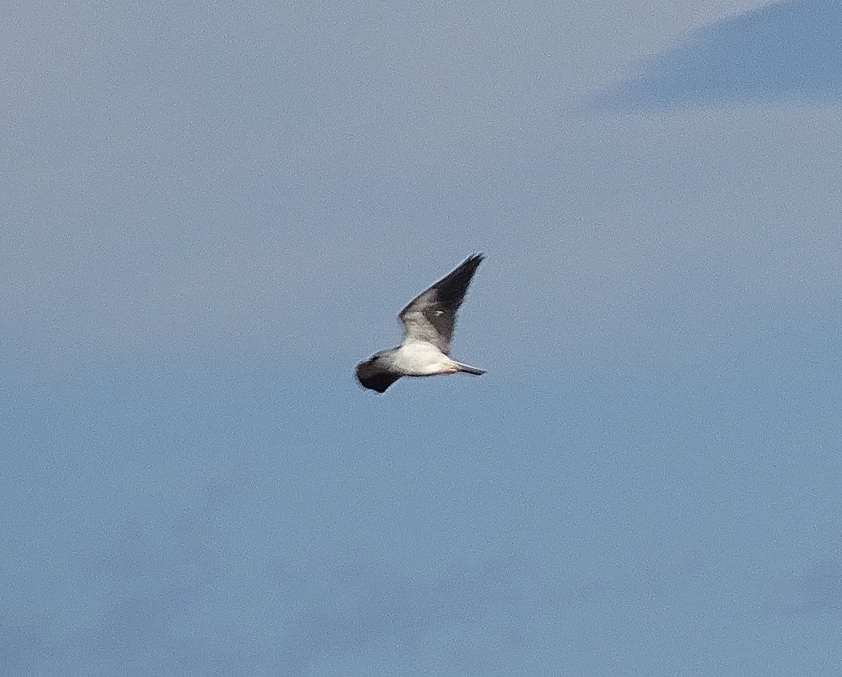 Black-winged Kite - ML614677781