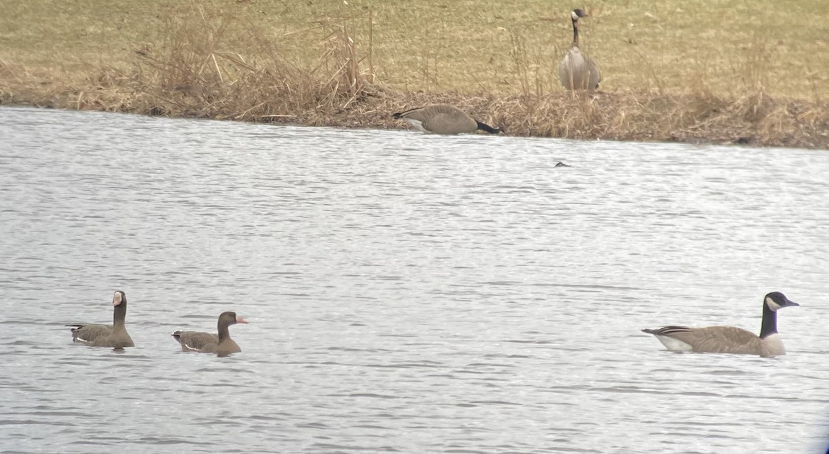 Greater White-fronted Goose - Mark O'Keefe