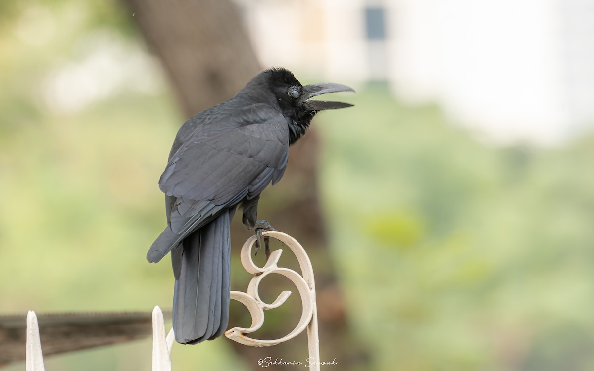 vrána tlustozobá (ssp. levaillantii) - ML614677854