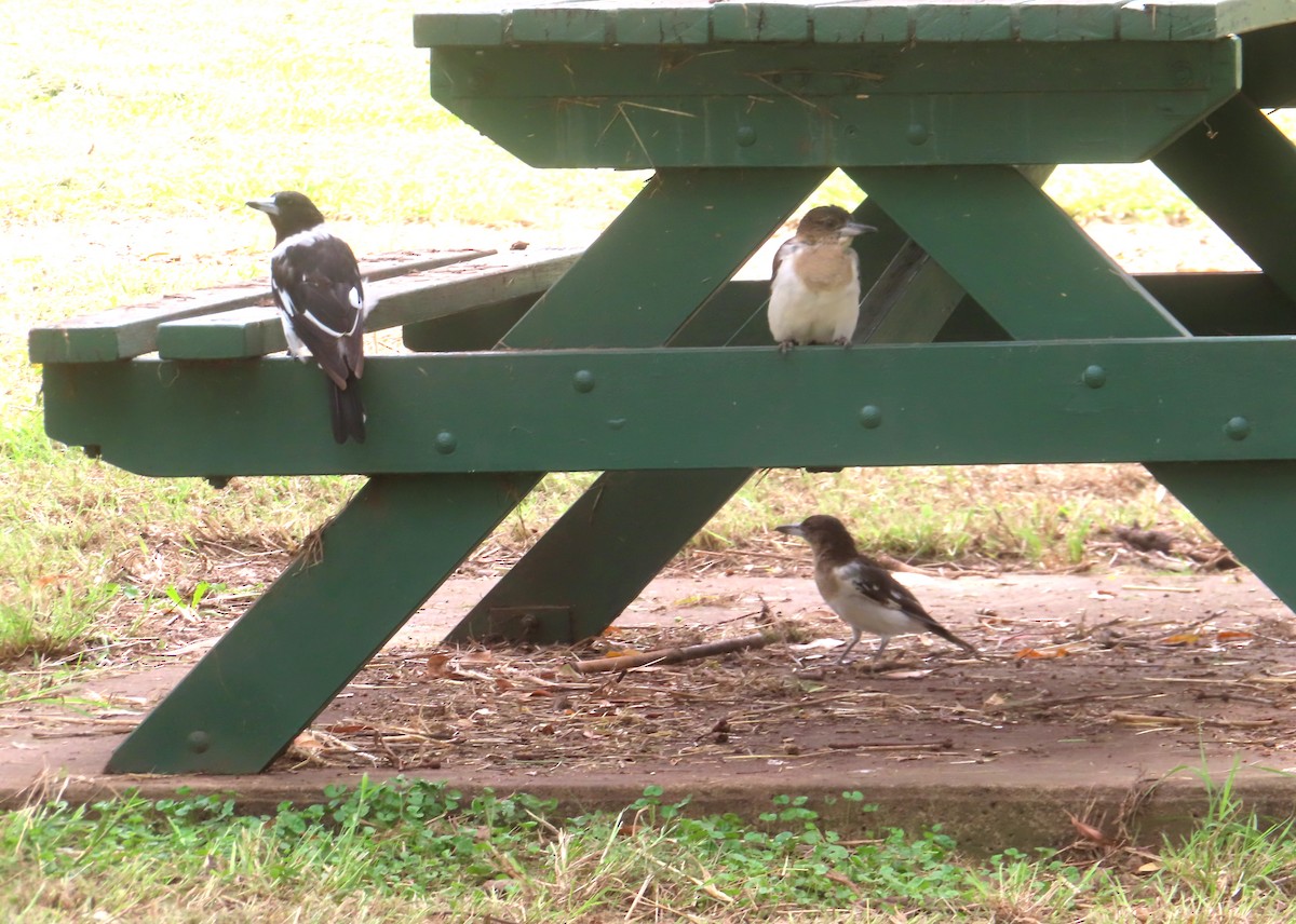 Pied Butcherbird - ML614677907