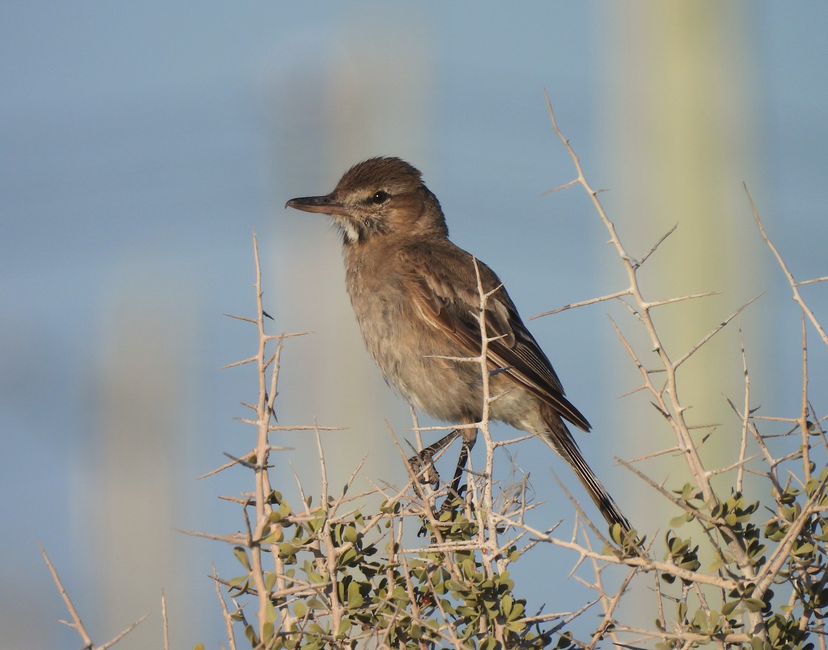 Gray-bellied Shrike-Tyrant - Maria Lujan Solis