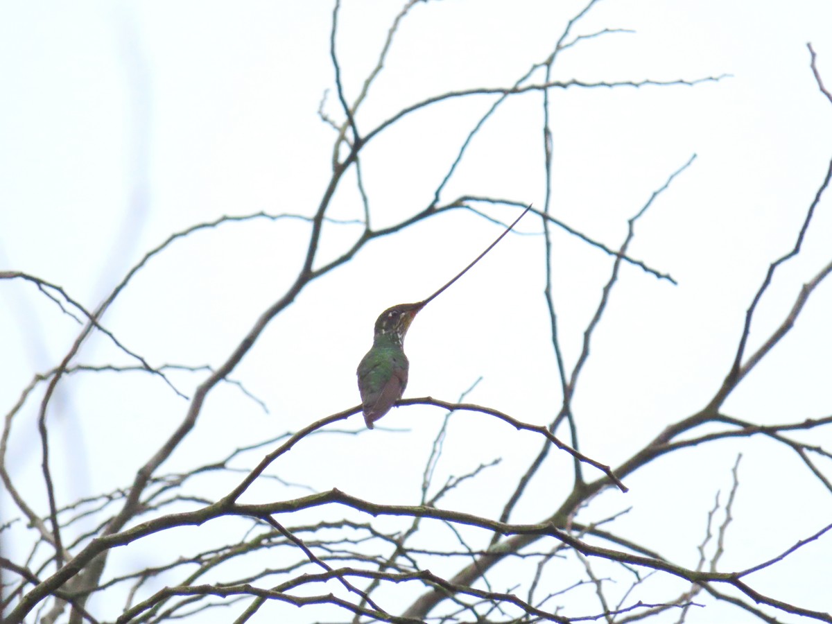 Sword-billed Hummingbird - ML614677995