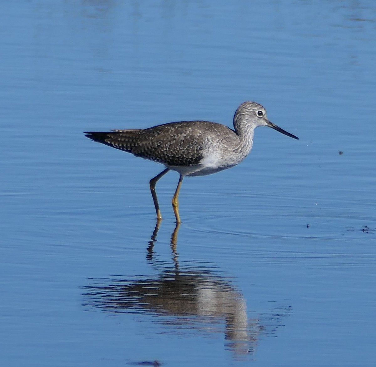 Greater Yellowlegs - ML614678007