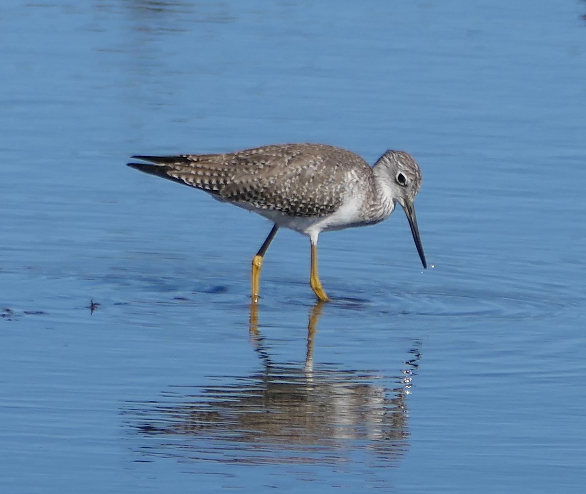 Greater Yellowlegs - ML614678008