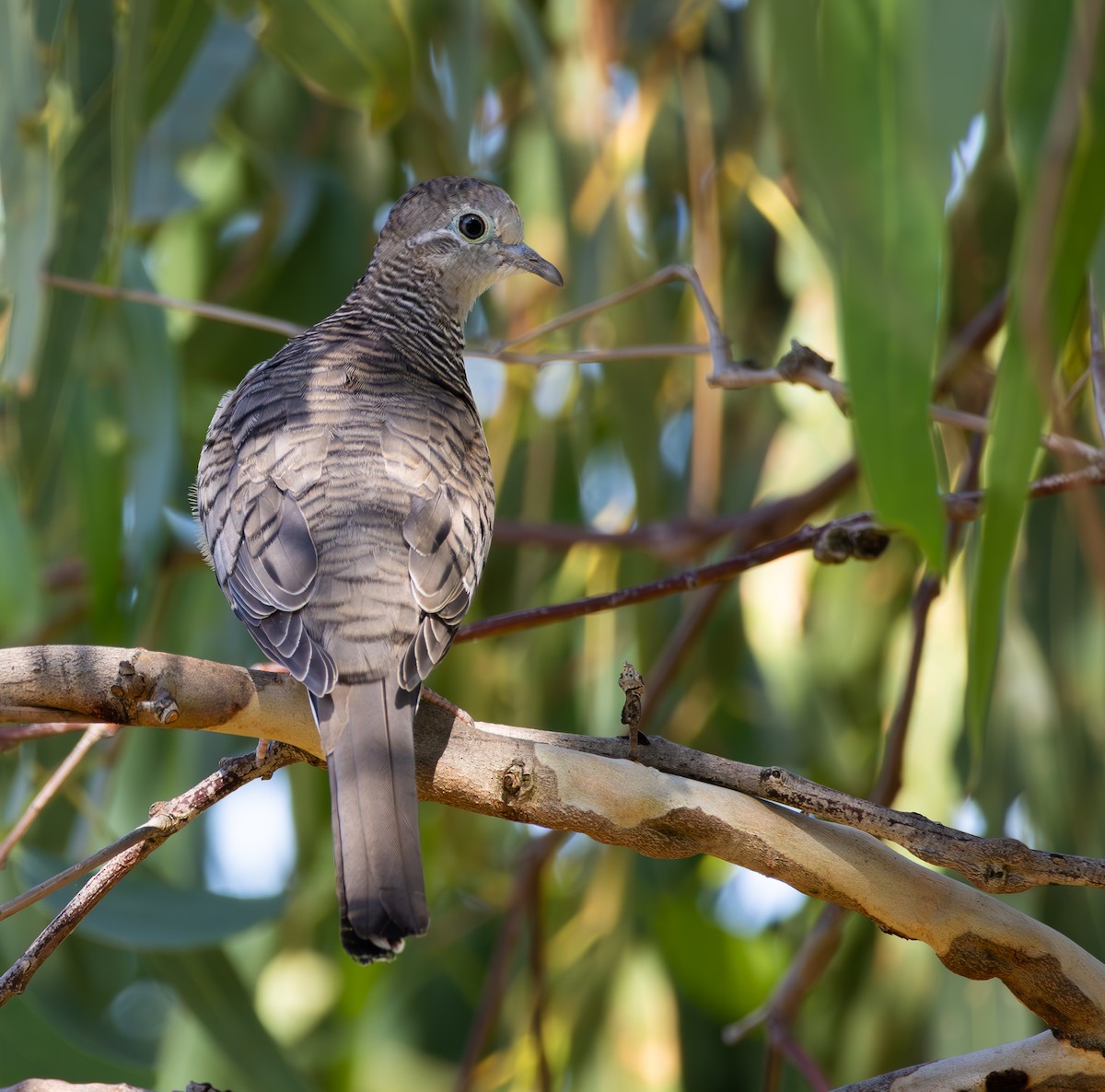 Peaceful Dove - ML614678069