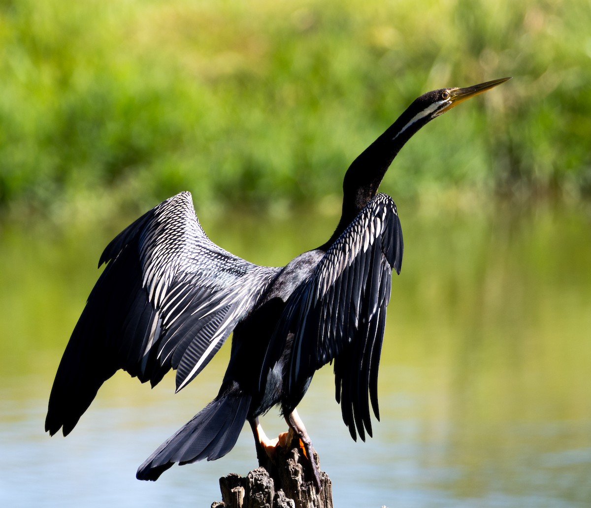 Austral-Schlangenhalsvogel - ML614678075