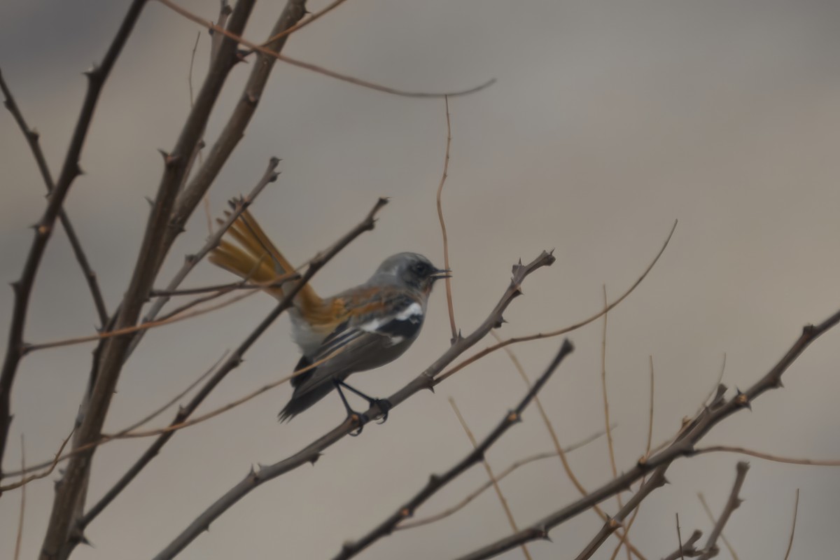 Rufous-backed Redstart - Amrish  Bidaye