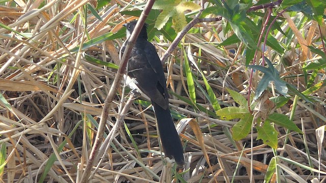 Pied Cuckoo - ML614678258