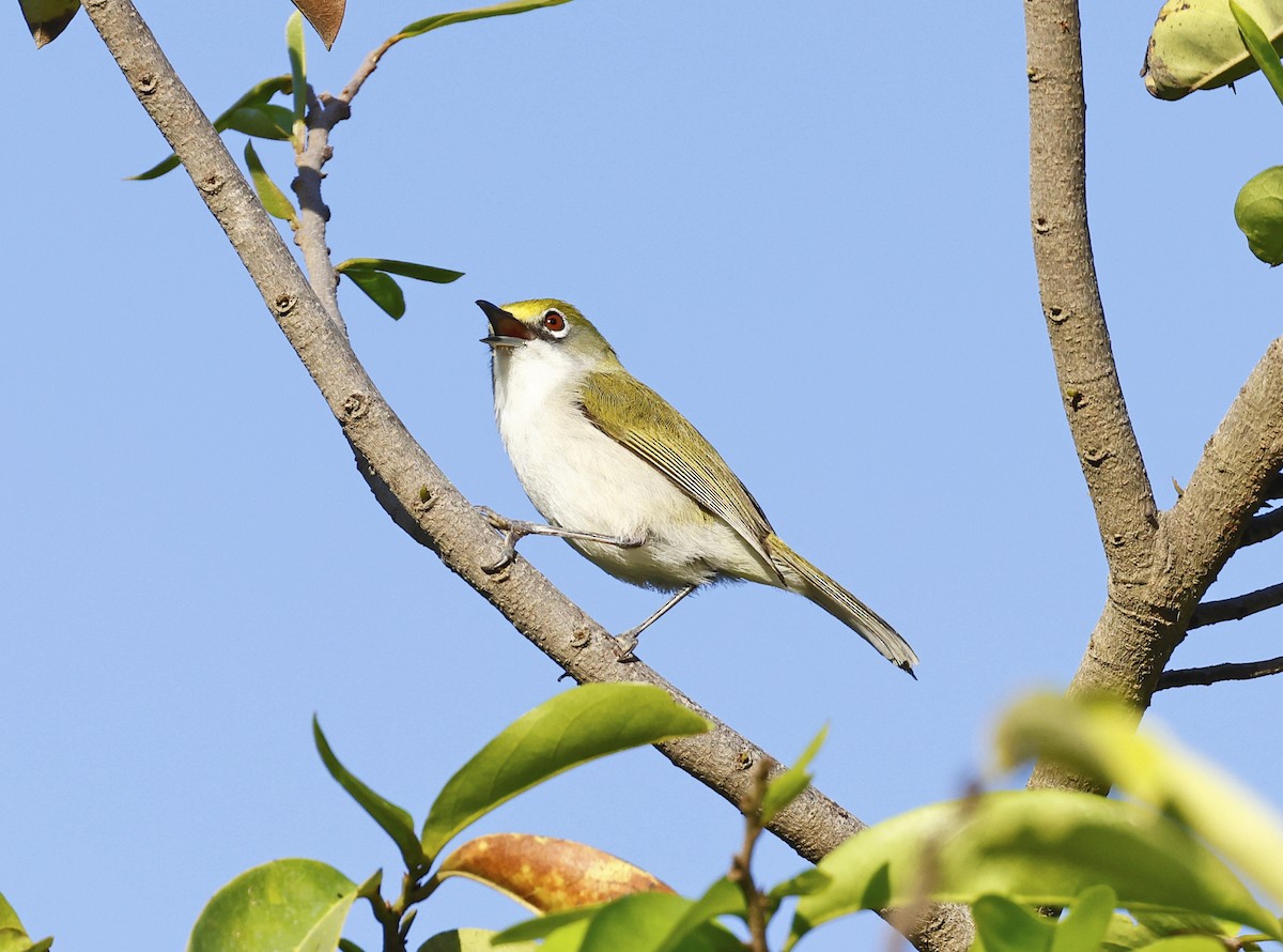 Christmas Island White-eye - ML614678400