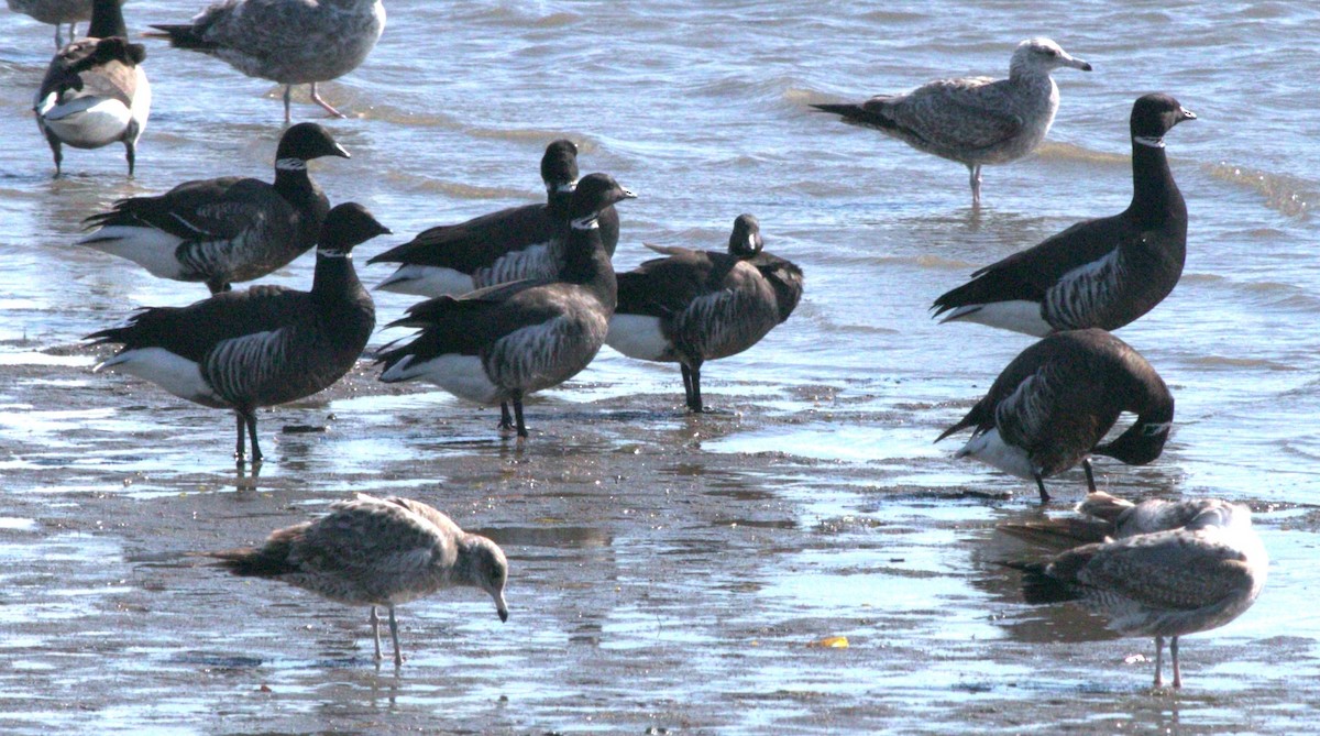 Branta musubeltza (nigricans) - ML614678462