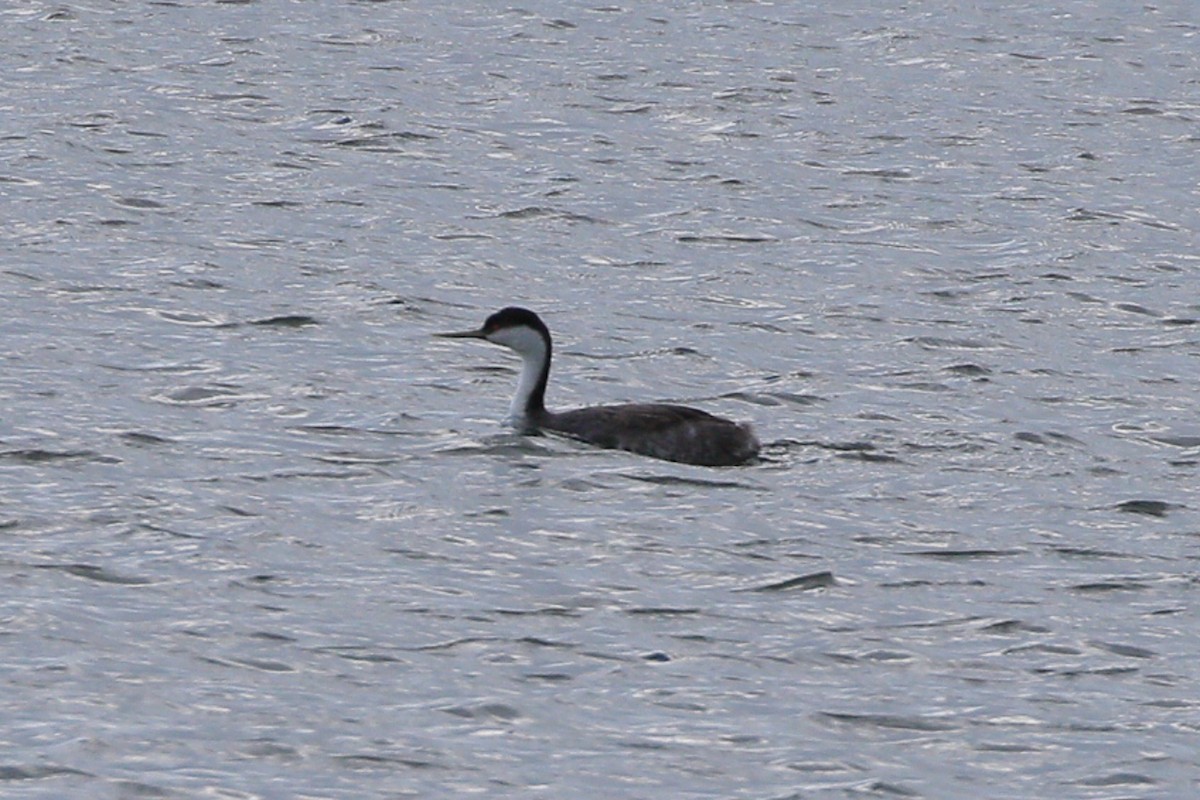 Western Grebe - ML614678527