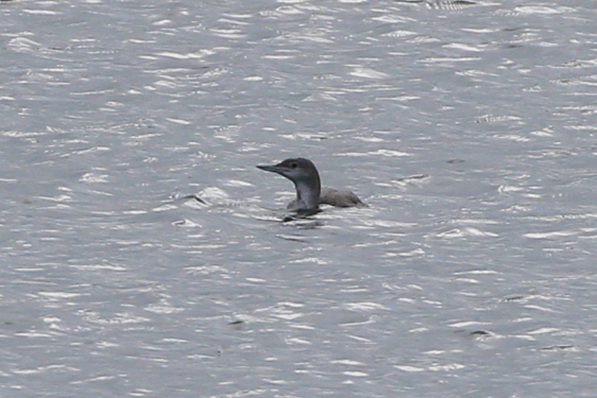 Red-throated Loon - ML614678534