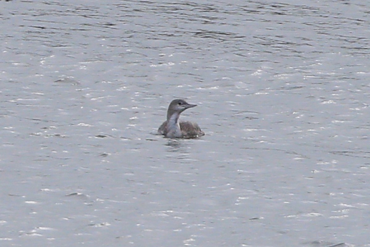 Red-throated Loon - ML614678535