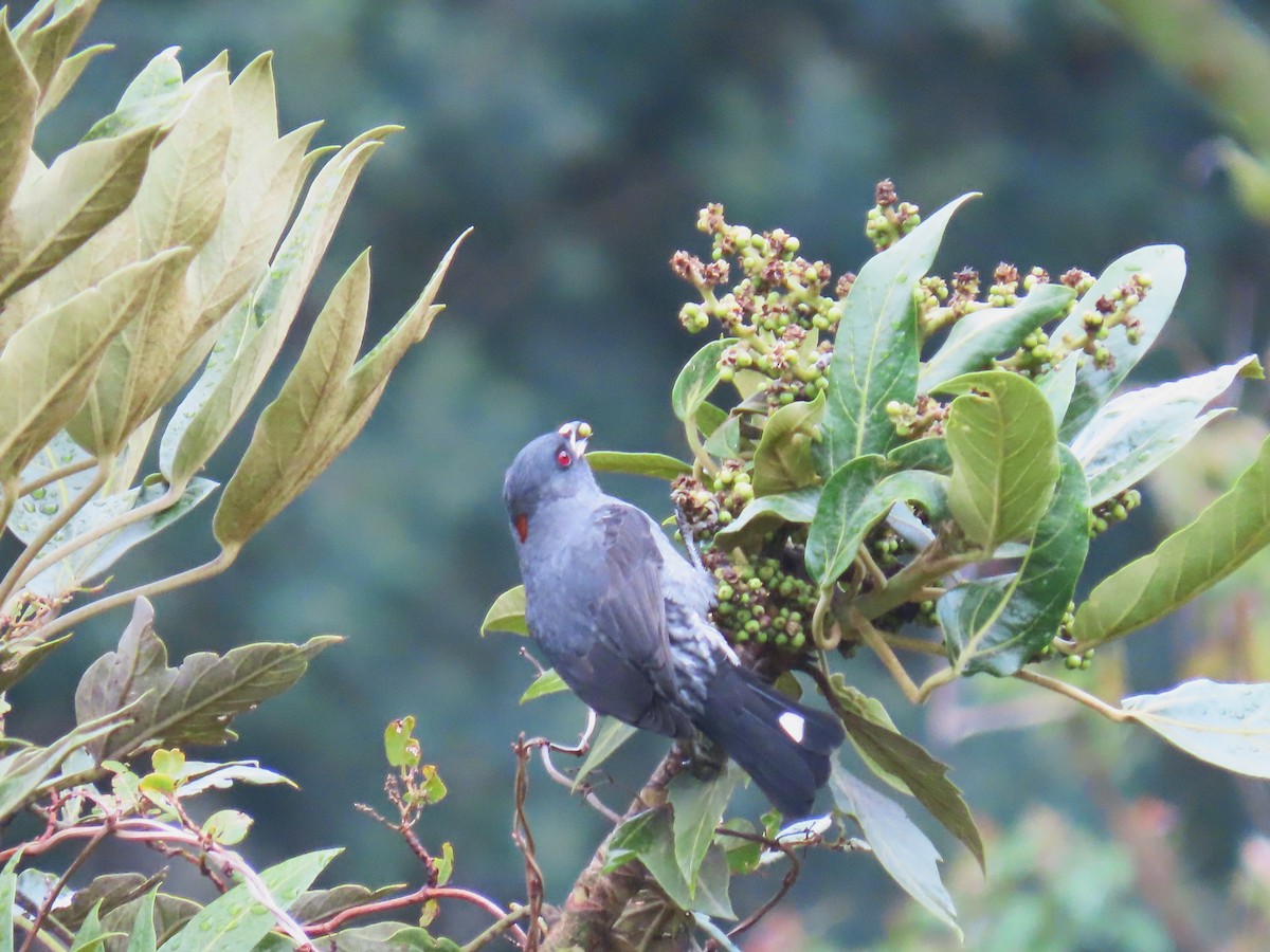 Red-crested Cotinga - ML614678566