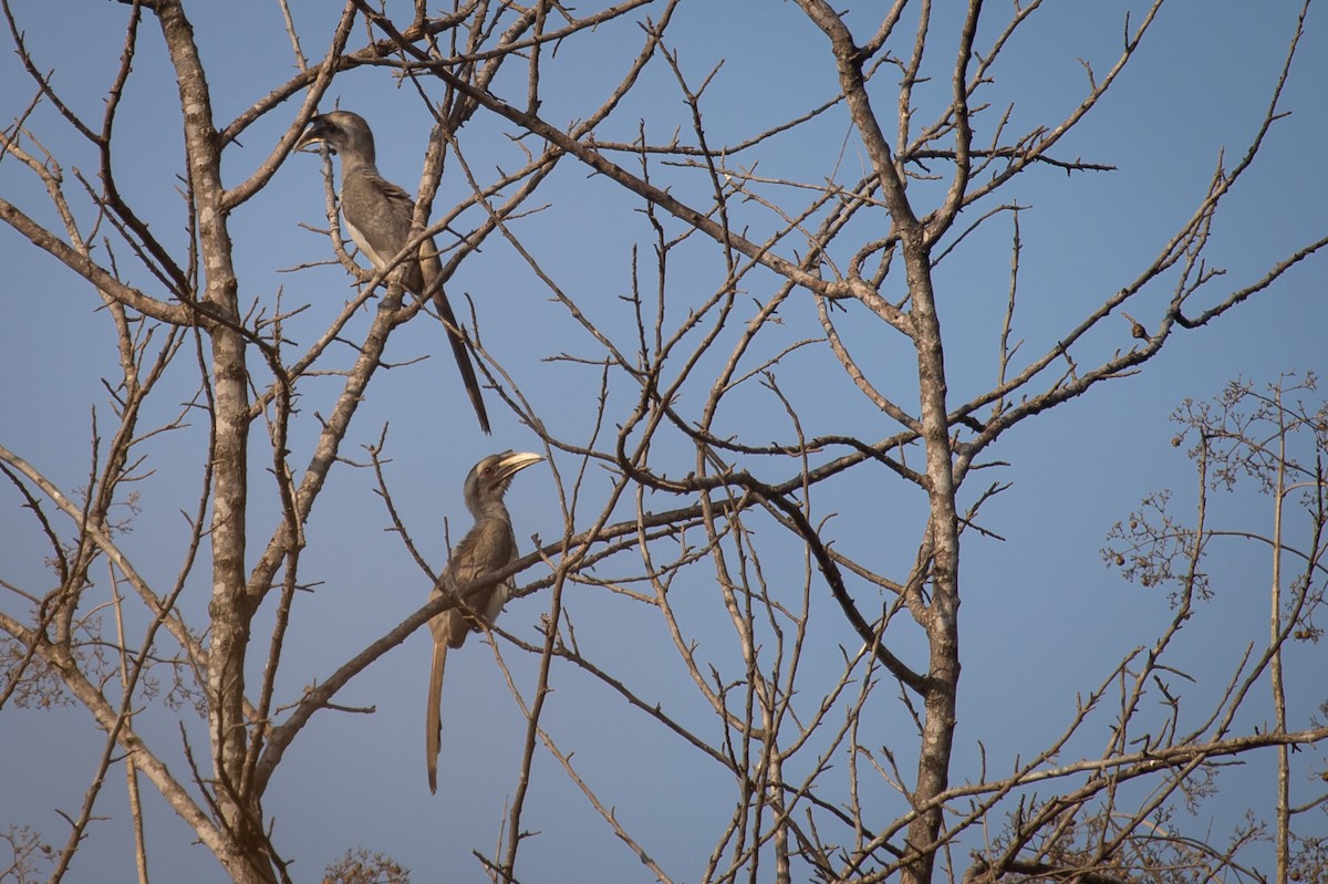 Indian Gray Hornbill - Chayant Gonsalves