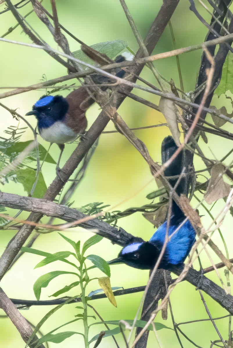 Emperor Fairywren - emma geary