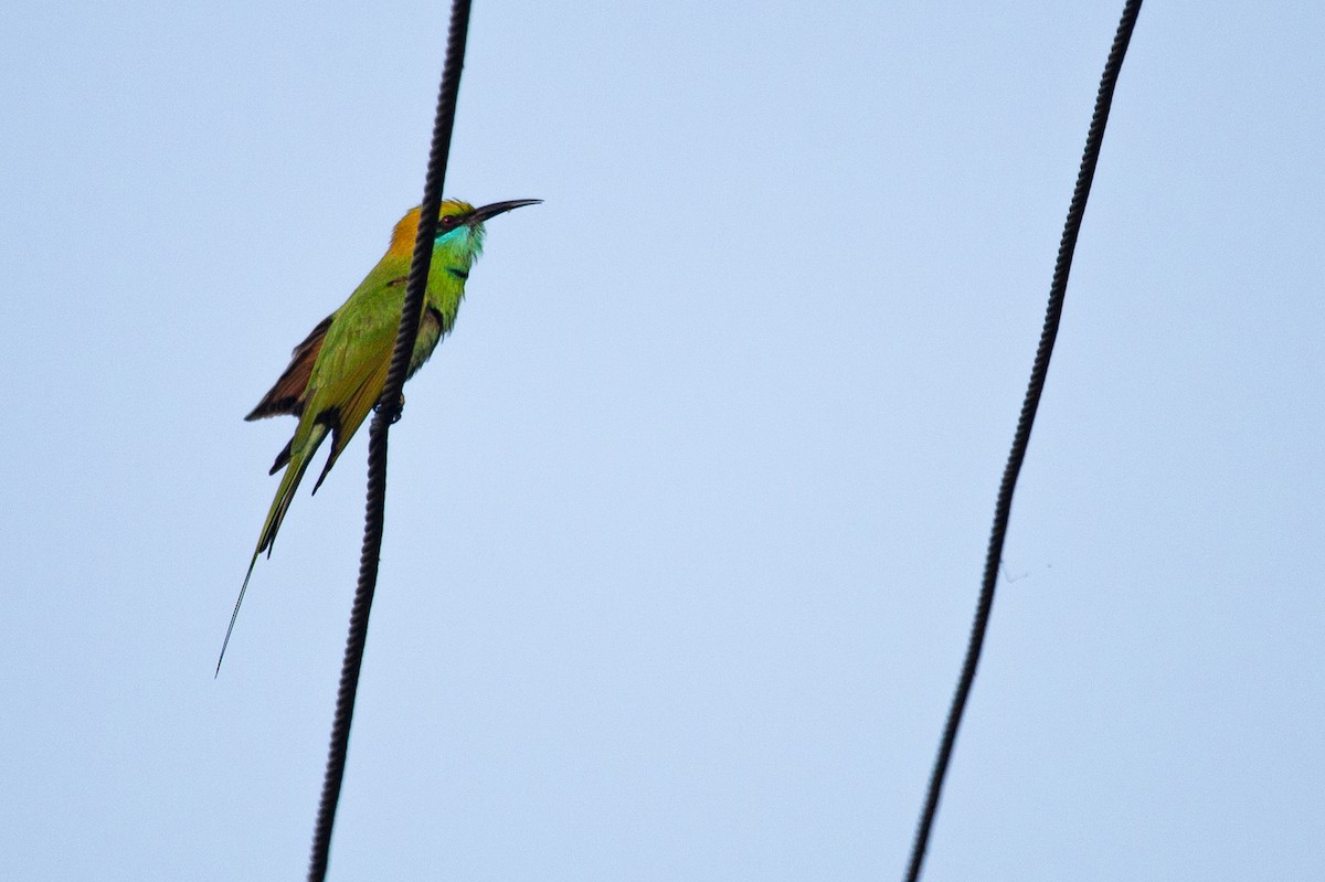Asian Green Bee-eater - ML614678578