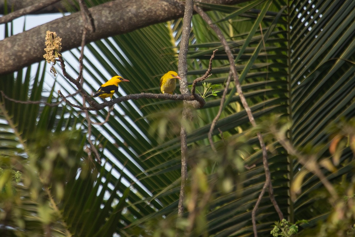 Indian Golden Oriole - ML614678595