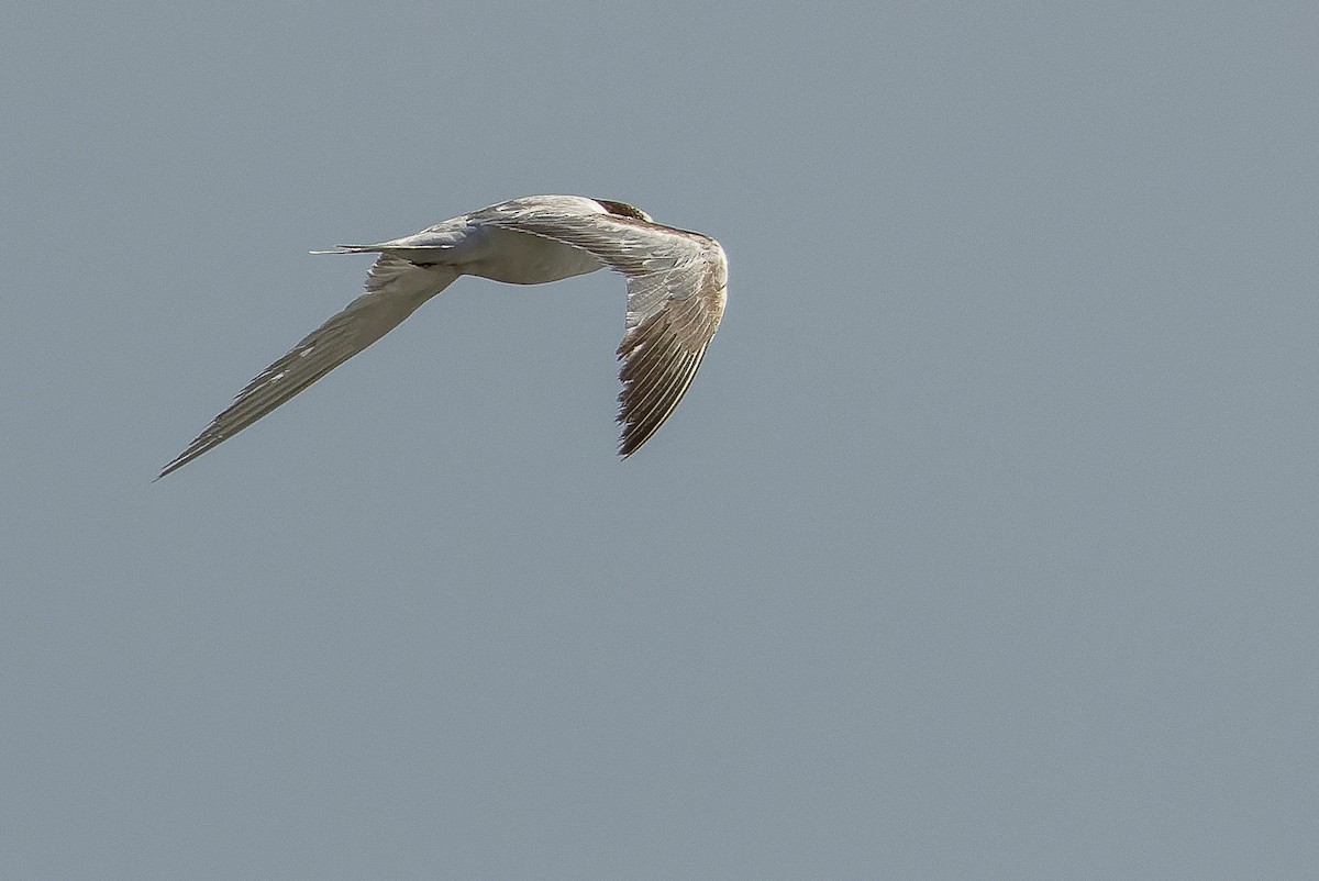 Common Tern - ML614678628