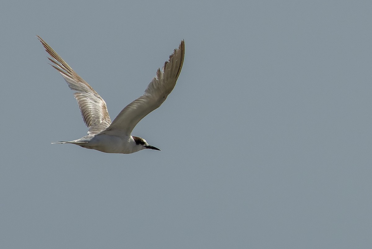 Common Tern - ML614678629