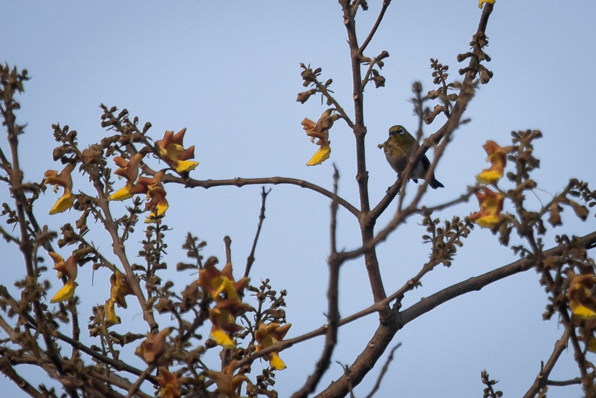 Indian White-eye - Chayant Gonsalves
