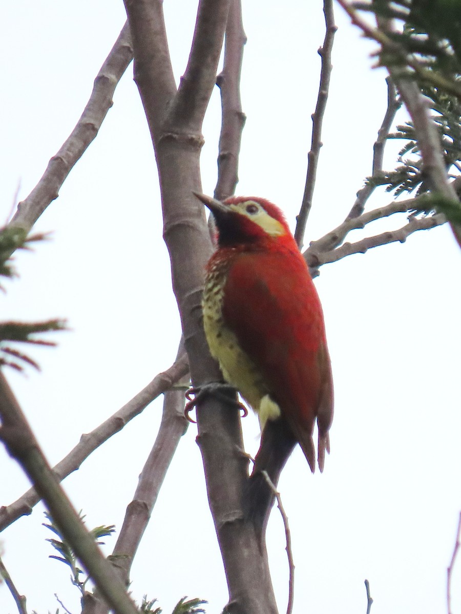 Crimson-mantled Woodpecker - ML614678648