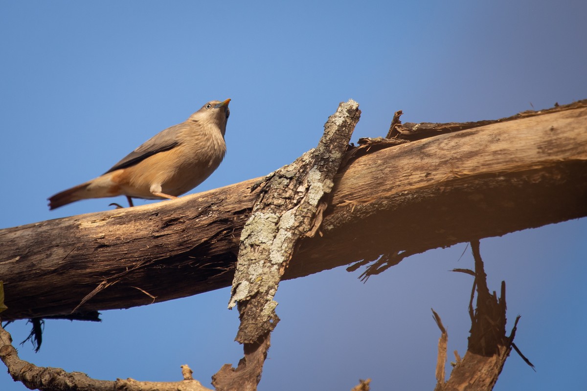 Chestnut-tailed Starling - ML614678652