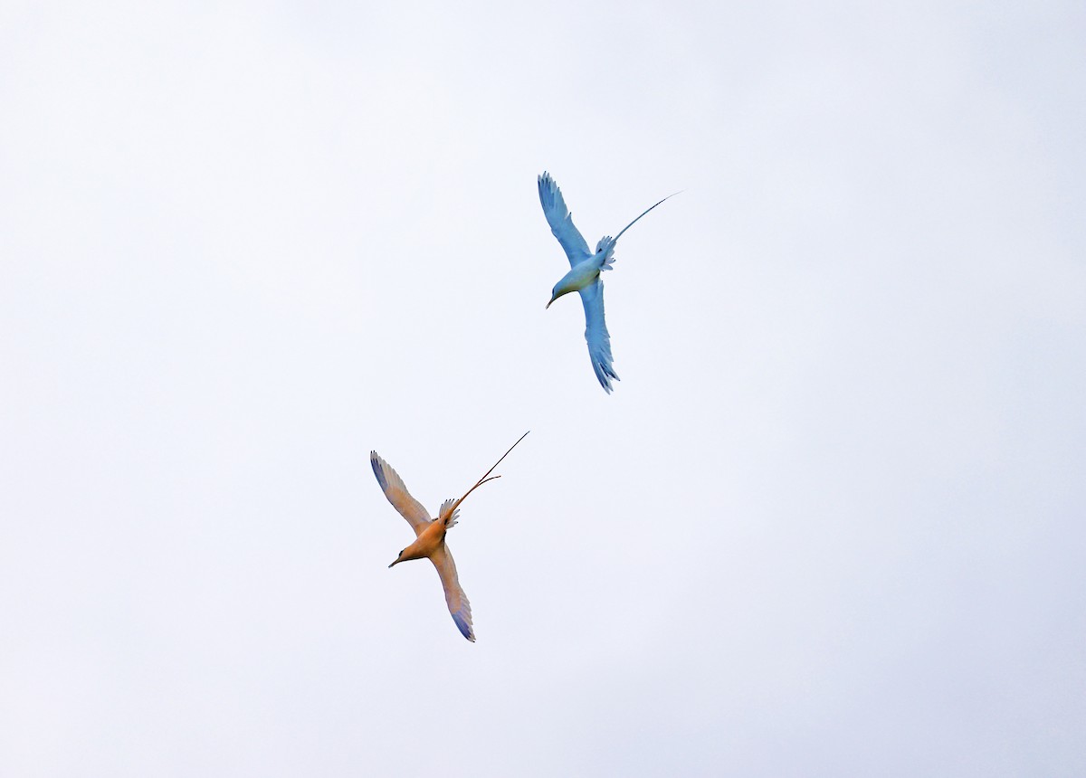 White-tailed Tropicbird (Golden) - ML614678679