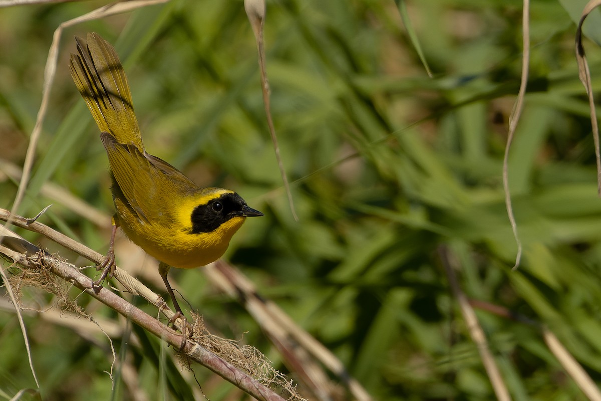 Belding's Yellowthroat - ML614678701