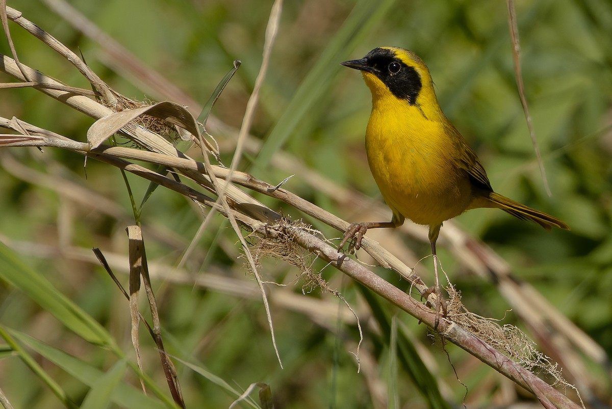 Belding's Yellowthroat - ML614678702