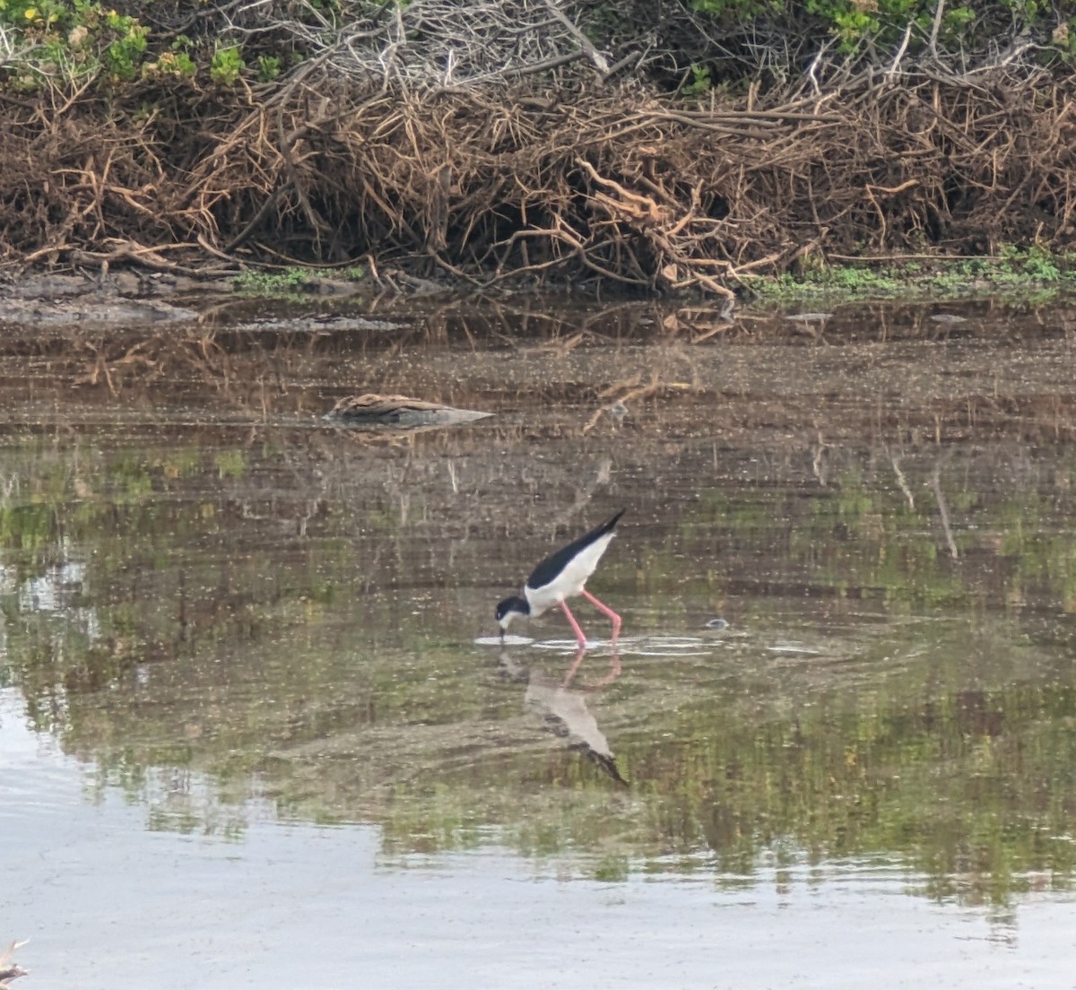 Black-necked Stilt - ML614678723