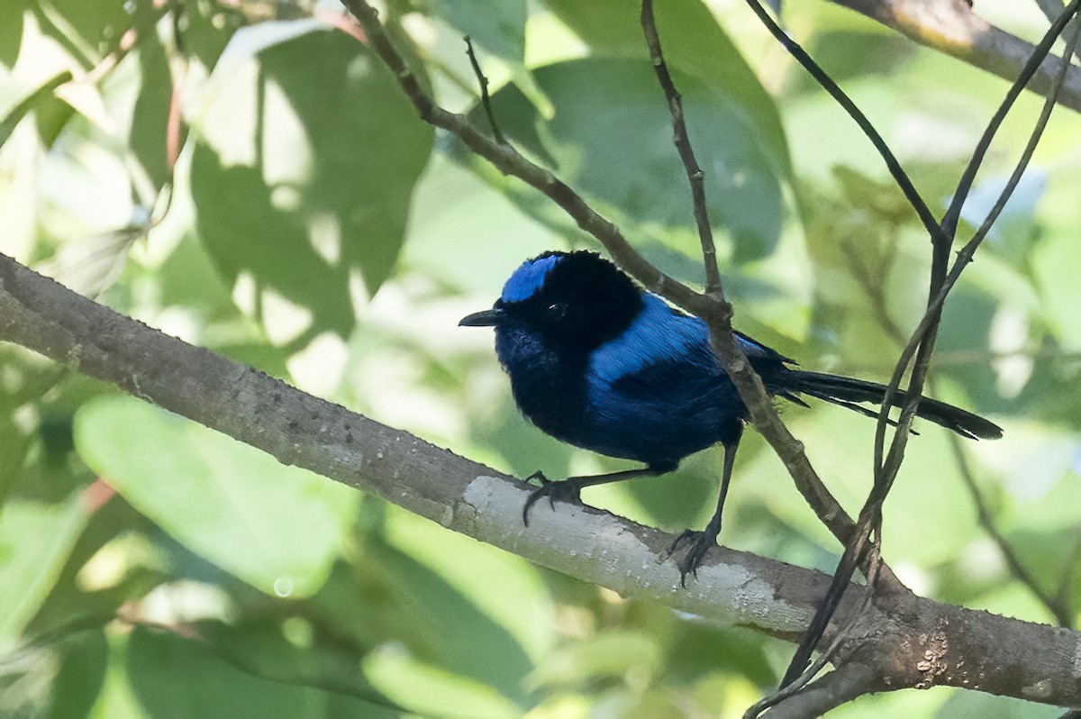 Emperor Fairywren - ML614678752