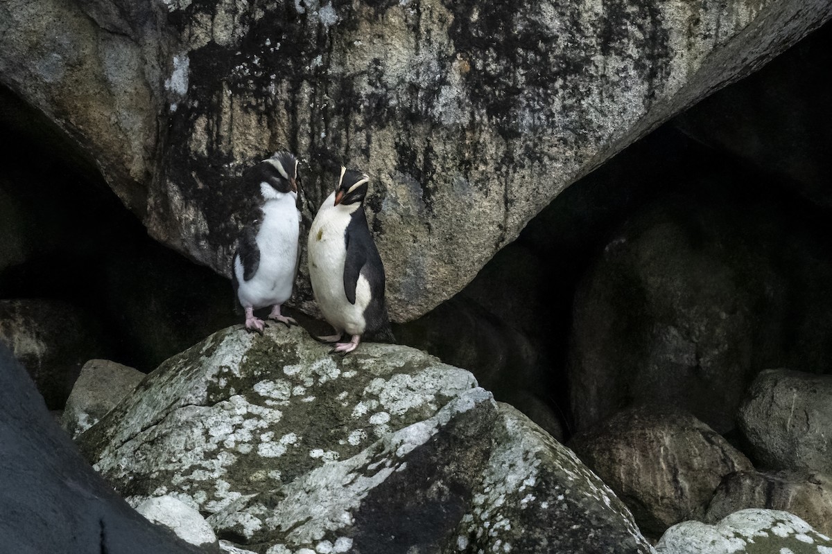 Fiordland Penguin - John Woods