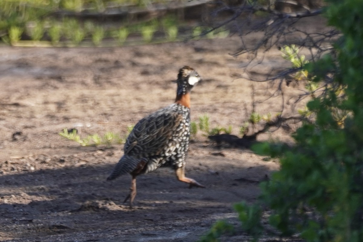 Black Francolin - ML614678797