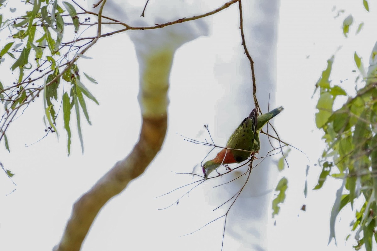 Superb Fruit-Dove - ML614678857