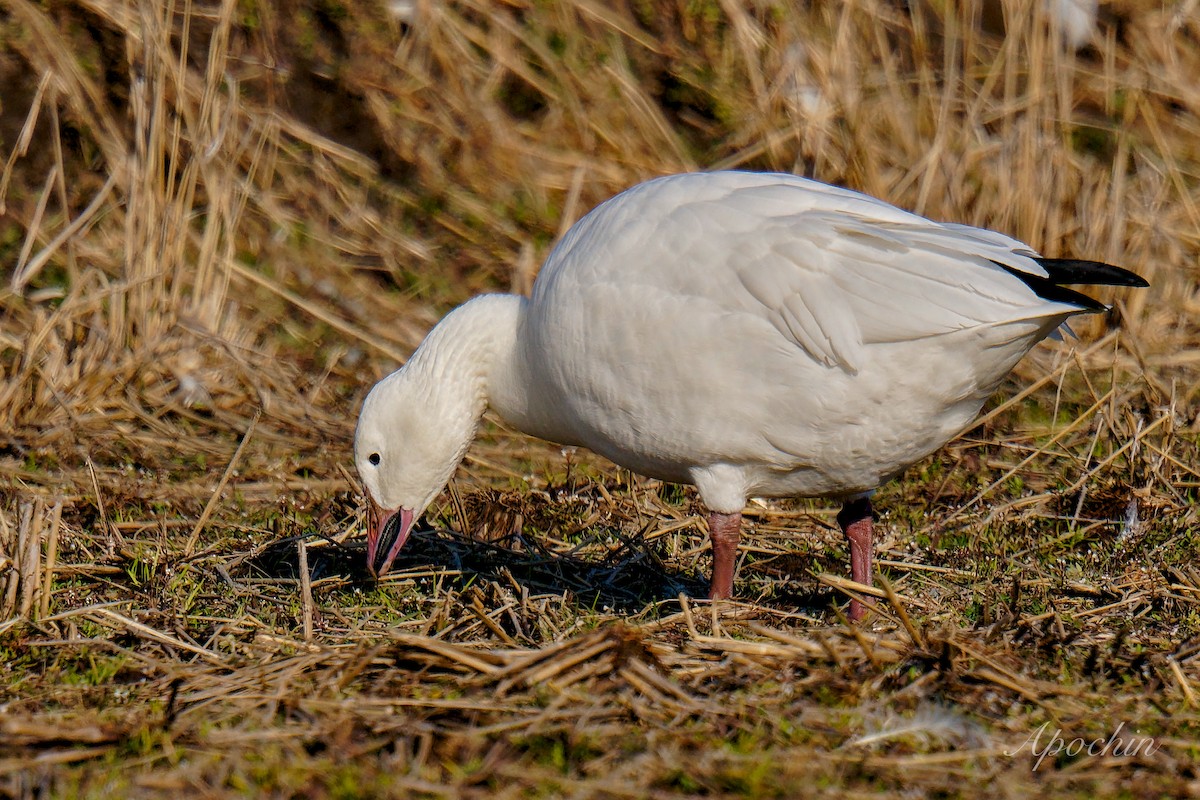 Snow Goose - ML614678889