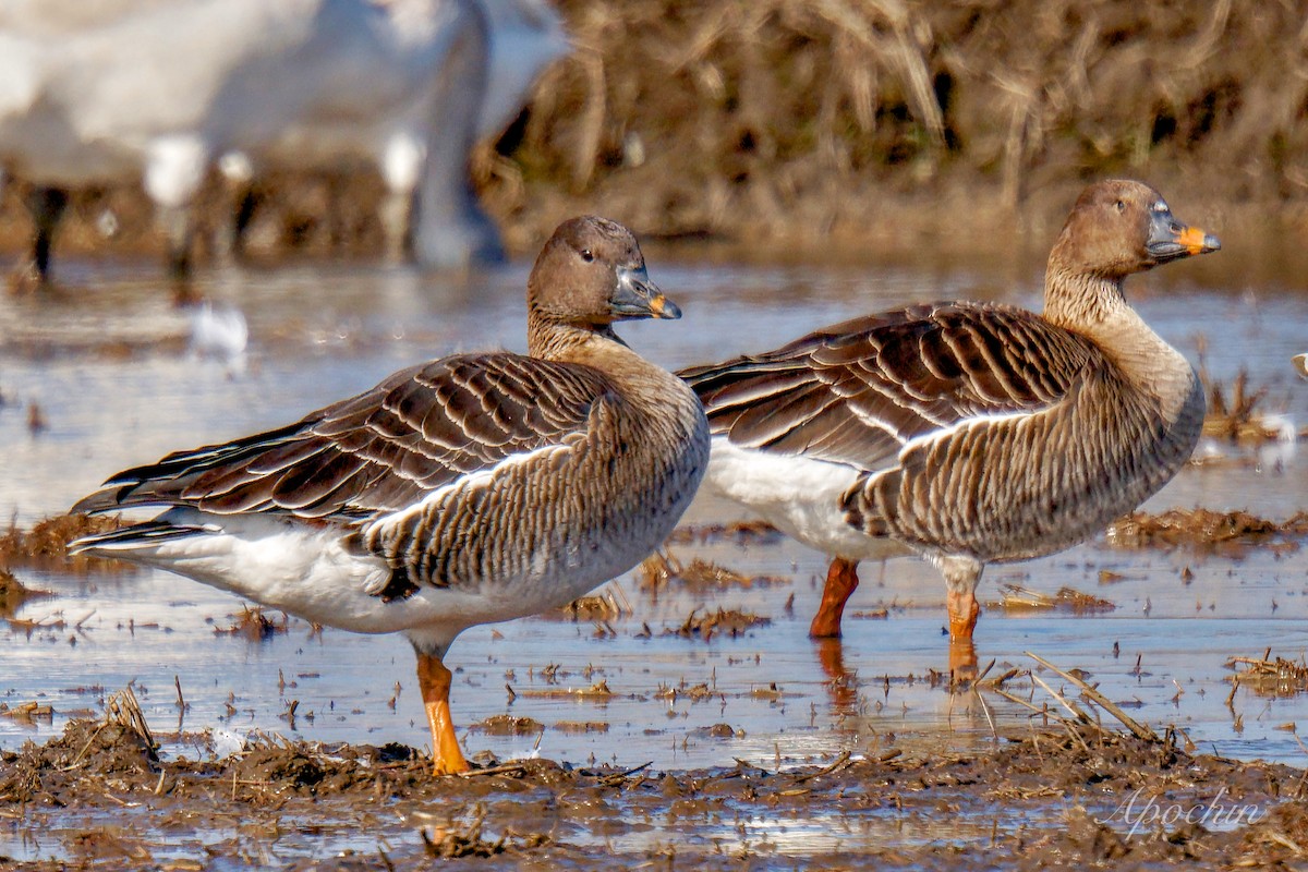 凍原豆雁 - ML614678899