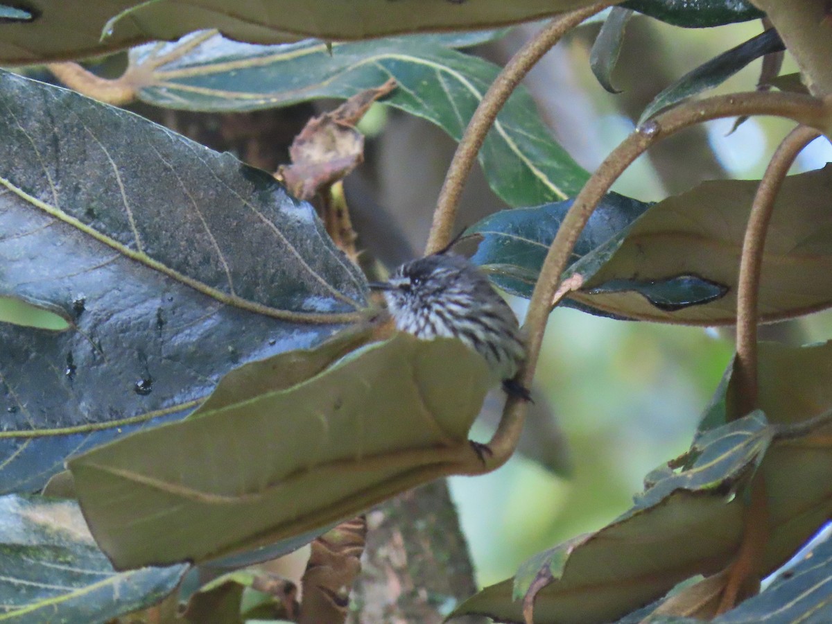 Tufted Tit-Tyrant - ML614678934