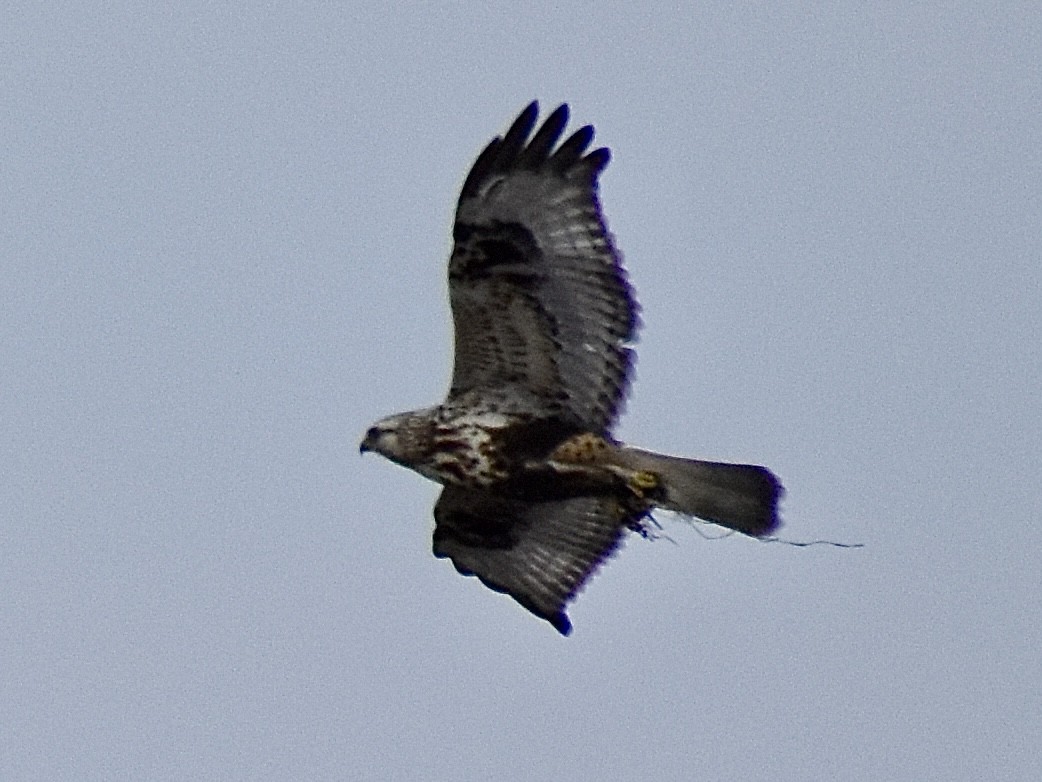 Rough-legged Hawk - ML614678943