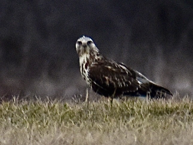 Rough-legged Hawk - ML614678945
