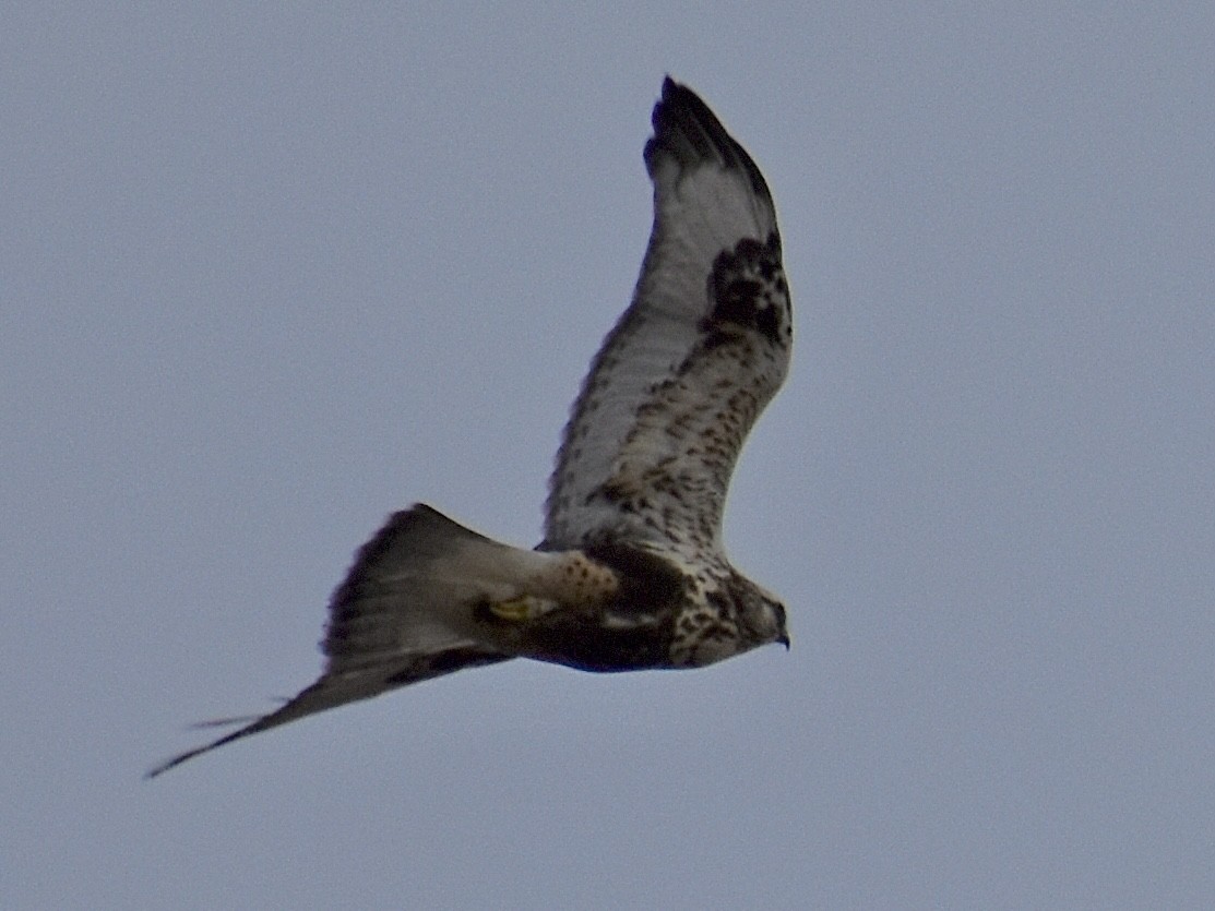 Rough-legged Hawk - ML614678946