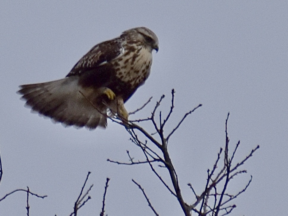 Rough-legged Hawk - ML614678947