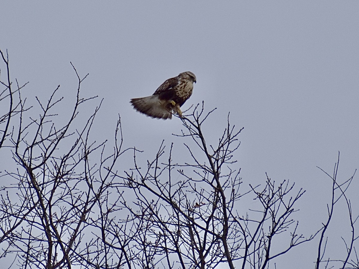 Rough-legged Hawk - ML614678950