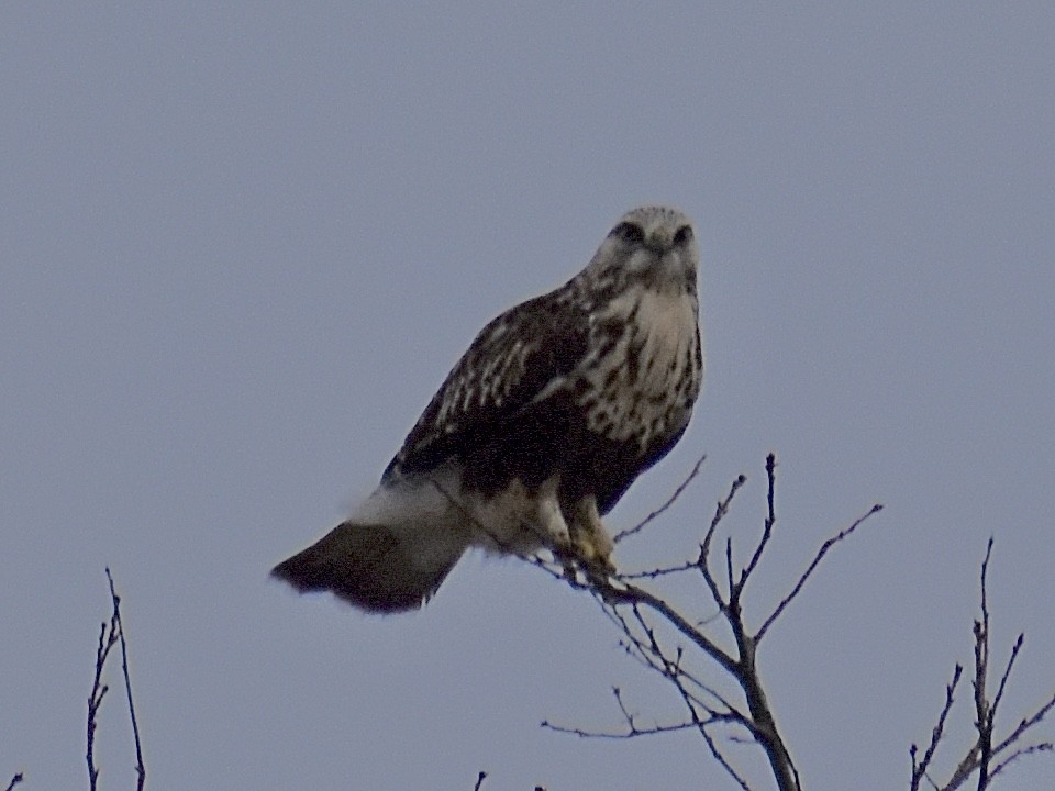 Rough-legged Hawk - ML614678951