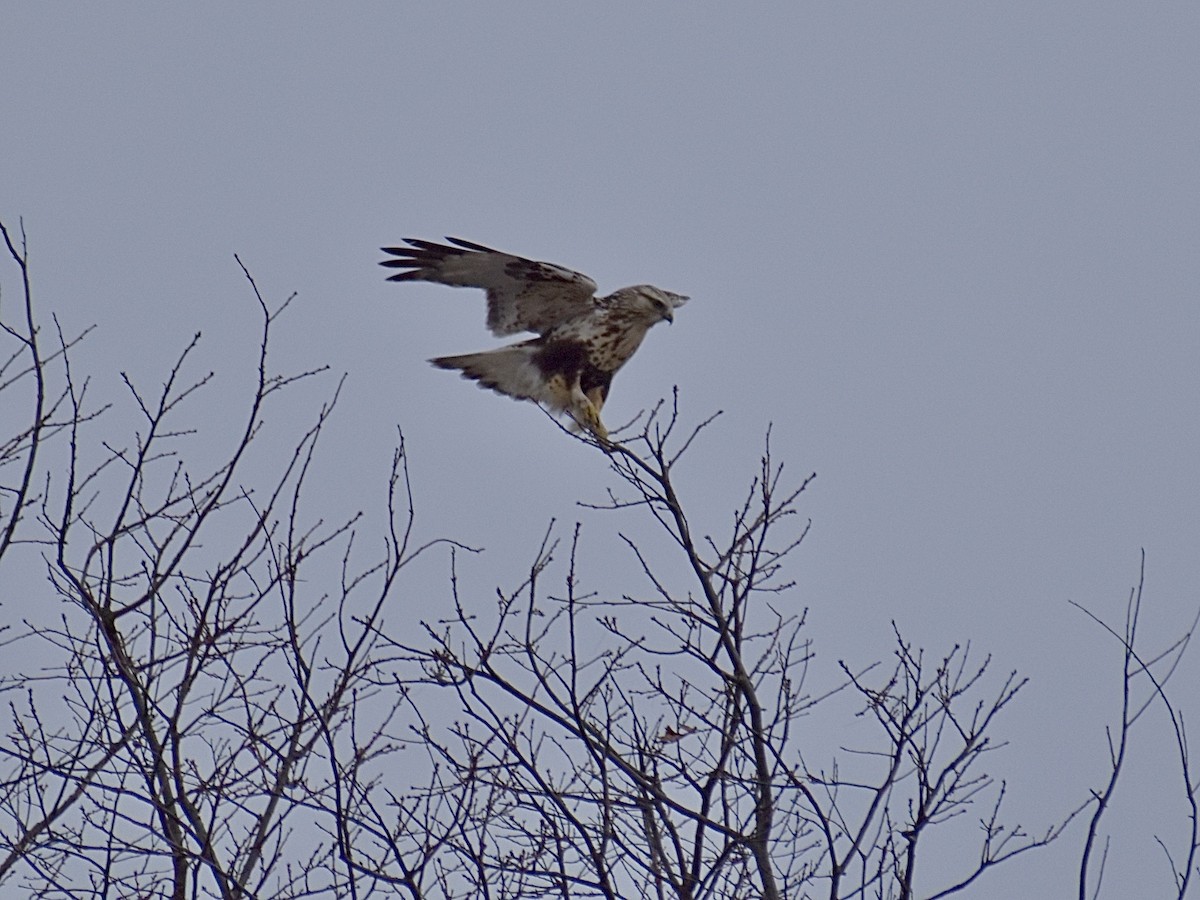 Rough-legged Hawk - ML614678952