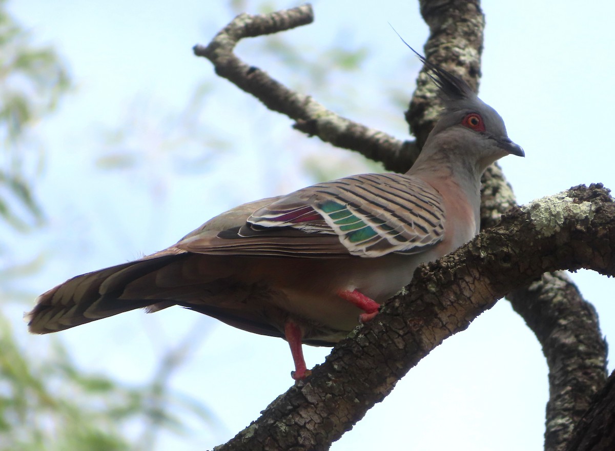Crested Pigeon - ML614678957