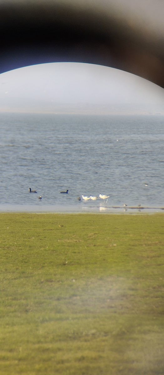 Avocetta - ML614678959