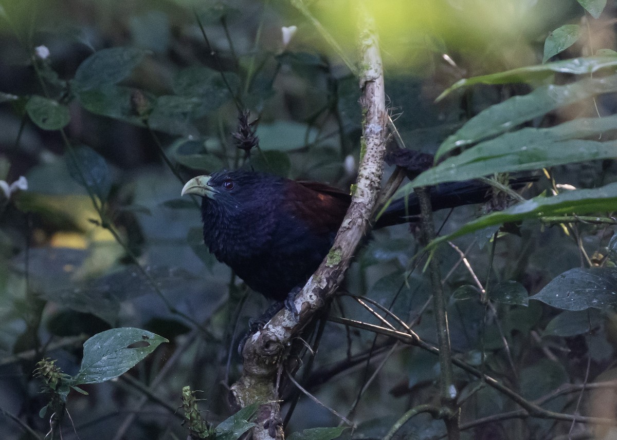 Green-billed Coucal - ML614678961